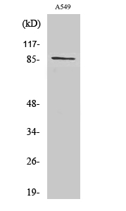 Fig1:; Western Blot analysis of various cells using Cadherin-7 Polyclonal Antibody diluted at 1: 1000