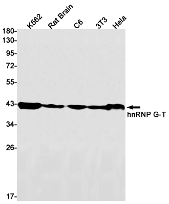 Western blot detection of hnRNP G-T in K562,Rat Brain,C6,3T3,Hela cell lysates using hnRNP G-T Rabbit mAb(1:1000 diluted).Predicted band size:43kDa.Observed band size:43kDa.