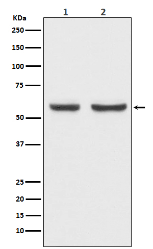Western blot analysis of xCT expression in (1) HepG2 cell lysate; (2) Mouse brain lysate.