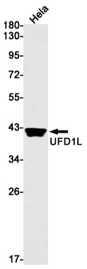 Western blot detection of UFD1L in Hela cell lysates using UFD1L Rabbit mAb(1:1000 diluted).Predicted band size:35kDa.Observed band size:40kDa.