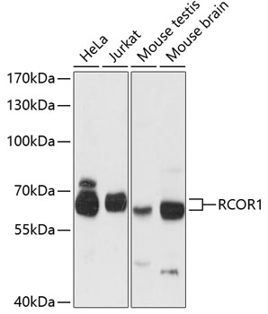 Western blot - RCOR1 Polyclonal Antibody 