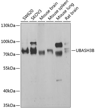 Western blot - UBASH3B Polyclonal Antibody 