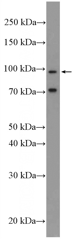 PC-3 cells were subjected to SDS PAGE followed by western blot with Catalog No:112610(MICAL2 Antibody) at dilution of 1:300