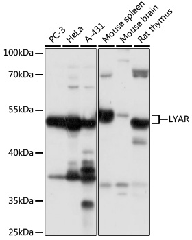 Western blot - LYAR Polyclonal Antibody 