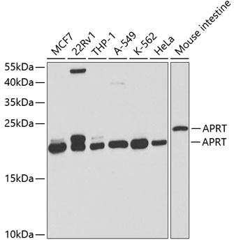 Western blot - APRT Polyclonal Antibody 