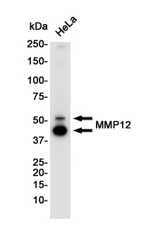 Western blot detection of MMP12 in Hela cell lysates using MMP12 Rabbit pAb(1:1000 diluted).Predicted band size:54KDa.Observed band size:54,45KDa.