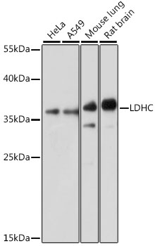 Western blot - LDHC Polyclonal Antibody 
