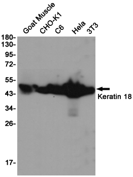Western blot detection of Keratin in Goat Muscle,CHO-K1,C6,Hela,3T3 cell lysates using Keratin 18 (2C3) Mouse mAb(1:1000 diluted).Predicted band size:46KDa.Observed band size:46KDa.