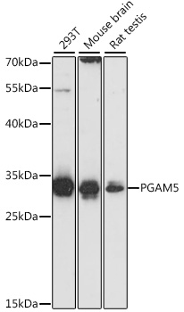 Western blot - PGAM5 Polyclonal Antibody 