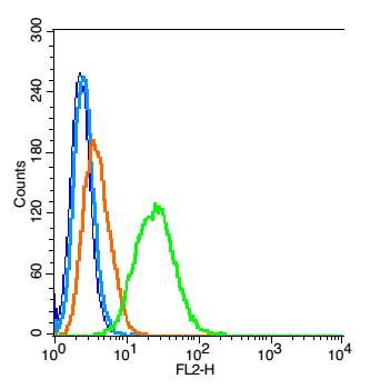 Fig1: Blank control: RSC 96 (blue).; Primary Antibody:Rabbit Anti-AKAP12 antibody , Dilution: 1μg in 100 μL 1X PBS containing 0.5% BSA;; Isotype Control Antibody: Rabbit IgG(orange) ,used under the same conditions );; Secondary Antibody: Goat anti-rabbit IgG-PE(white blue), Dilution: 1:200 in 1 X PBS containing 0.5% BSA.; Protocol; The cells were fixed with 2% paraformaldehyde (10 min) , then permeabilized with 90% ice-cold methanol for 30 min on ice. Antibody ( 1μg /1x10^6 cells) were incubated for 30 min on the ice, followed by 1 X PBS containing 0.5% BSA + 1 0% goat serum (15 min) to block non-specific protein-protein interactions. Then the Goat Anti-rabbit IgG/PE antibody was added into the blocking buffer mentioned above to react with the primary antibody of 175197# at 1/200 dilution for 30 min on ice. Acquisition of 20,000 events was performed.