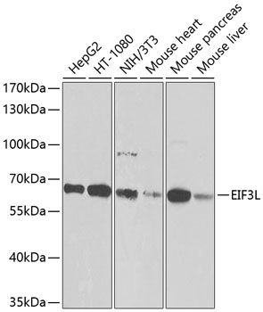Western blot - EIF3L Polyclonal Antibody 