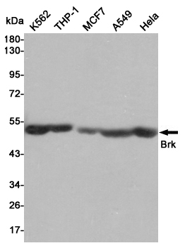 Western blot detection of Brk in K562,THP-1,MCF7,A549 and Hela cell lysates using Brk mouse mAb (1:1000 diluted).Predicted band size:52KDa.Observed band size:52KDa.