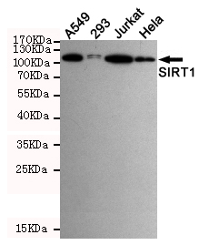 Western blot detection of SIRT1 in A549,293,Jurkat and Hela cell lysates using SIRT1 mouse mAb (dilution 1:500).Predicted band size:120KDa.Observed band size:120KDa.