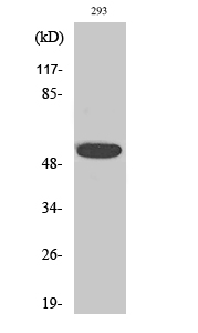 Fig1:; Western Blot analysis of various cells using InsP6 Kinase 3 Polyclonal Antibody