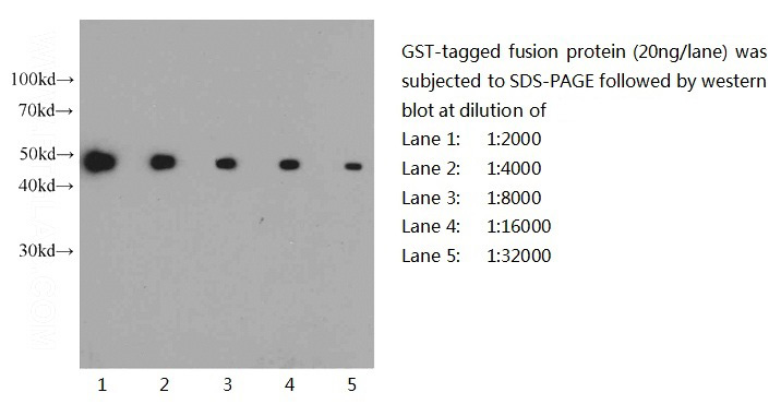 Western blot of GST-tagged fusion protein with anti-GST-tag (Catalog No:117323) at various dilutions.