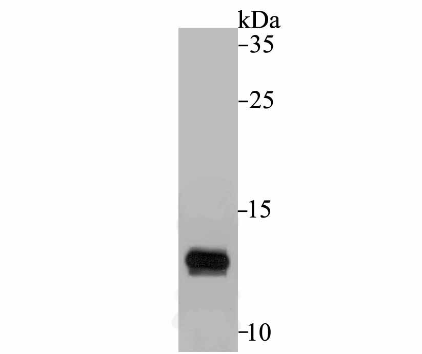 Fig1: Western blot analysis of APOC3 on human liver tissue lysate using anti-APOC3 antibody at 1/500 dilution.