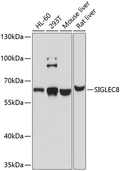 Western blot - SIGLEC8 Polyclonal Antibody 