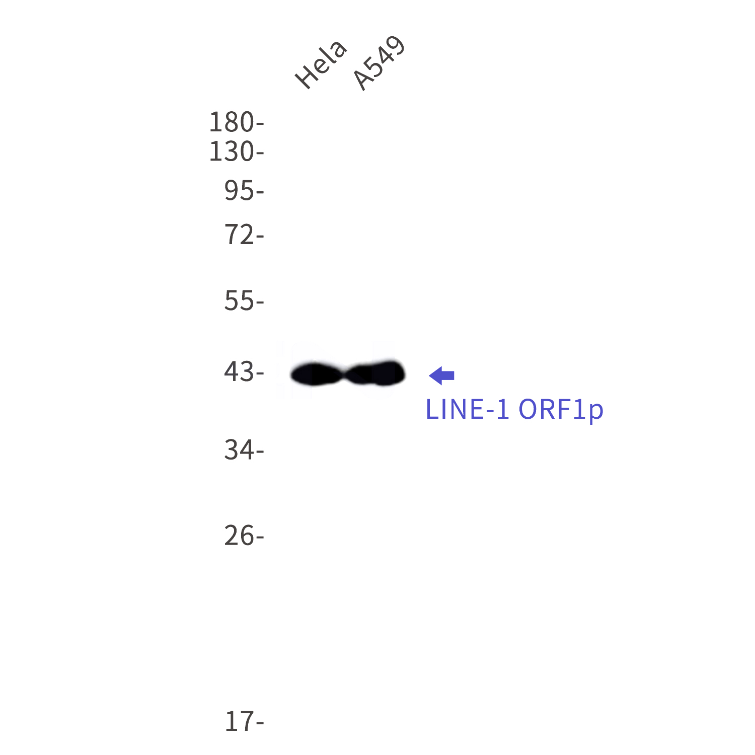 Western blot detection of  LINE-1 ORF1p in Hela,A549 cell lysates using LINE-1 ORF1p Rabbit mAb(1:1000 diluted).Predicted band size:40kDa.Observed band size:42kDa.