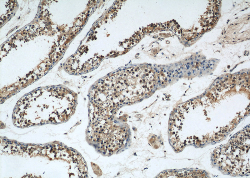 Immunohistochemical of paraffin-embedded human testis using Catalog No:111169(GSK3B antibody) at dilution of 1:50 (under 10x lens)