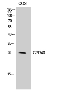 Fig1:; Western Blot analysis of COS7 cells using GPR40 Polyclonal Antibody diluted at 1: 500