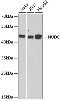 Western blot - NUDC Polyclonal Antibody 