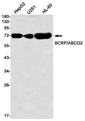 Western blot detection of BCRP/ABCG2 in HepG2,U251,HL-60 using BCRP/ABCG2 Rabbit mAb(1:1000 diluted)