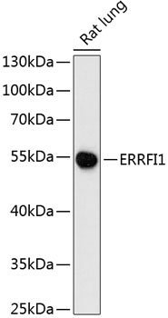 Western blot - ERRFI1 Polyclonal Antibody 
