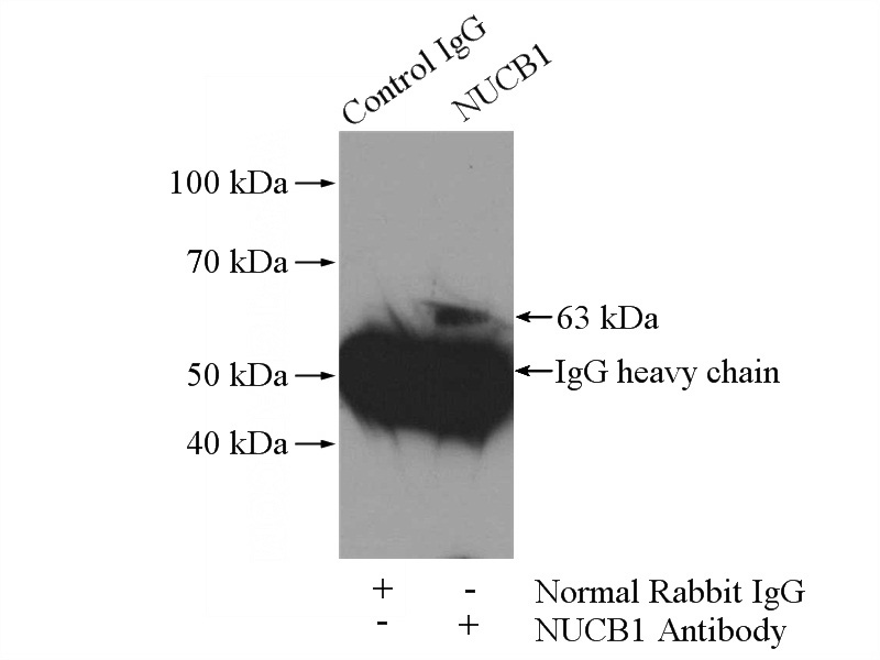 IP Result of anti-NUCB1 (IP:Catalog No:113408, 4ug; Detection:Catalog No:113408 1:1000) with HepG2 cells lysate 2400ug.