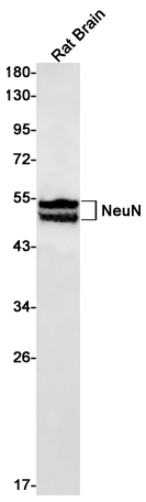 Western blot detection of NeuN in Rat Brain lysates using NeuN Rabbit pAb(1:1000 diluted).Predicted band size:34kDa.Observed band size:46-55kDa.