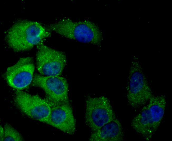 Fig3:; ICC staining of DLL4 in HUVEC cells (green). Formalin fixed cells were permeabilized with 0.1% Triton X-100 in TBS for 10 minutes at room temperature and blocked with 10% negative goat serum for 15 minutes at room temperature. Cells were probed with the primary antibody ( 1/50) for 1 hour at room temperature, washed with PBS. Alexa Fluor®488 conjugate-Goat anti-Rabbit IgG was used as the secondary antibody at 1/1,000 dilution. The nuclear counter stain is DAPI (blue).
