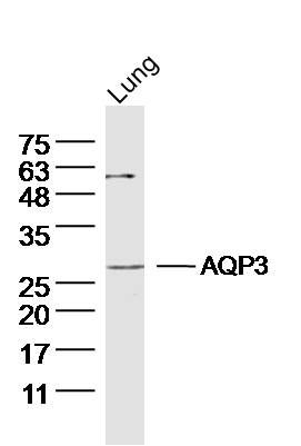 Fig1:; Sample: Lung (mouse) Lysate at 40 ug; Primary: Anti- AQP3 at 1/300 dilution; Secondary: IRDye800CW Goat Anti-Rabbit IgG at 1/20000 dilution; Predicted band size: 32kD; Observed band size: 27kD