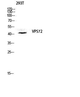 Fig1:; Western blot analysis of 293T lysis using VPS72 antibody. Antibody was diluted at 1:1000. Secondary antibody（catalog#: HA1001) was diluted at 1:20000 cells nucleus extracted by Minute TM Cytoplasmic and Nuclear Fractionation kit (SC-003,Inventbiotech,MN,USA).