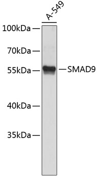 Western blot - SMAD9 Polyclonal Antibody 