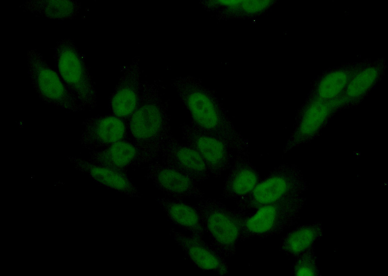 Immunofluorescent analysis of (10% Formaldehyde) fixed HepG2 cells using Catalog No:115017(SYCP3 Antibody) at dilution of 1:50 and Alexa Fluor 488-congugated AffiniPure Goat Anti-Rabbit IgG(H+L)