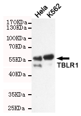 Western blot detection of TBLR1 in Hela and K562 cell lysates using TBLR1 mouse mAb (1:1000 diluted).Predicted band size: 60KDa.Observed band size: 60Kda.