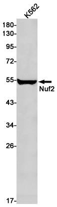 Western blot detection of Nuf2 in K562 cell lysates using Nuf2 Rabbit pAb(1:1000 diluted).Predicted band size:54kDa.Observed band size:54kDa.