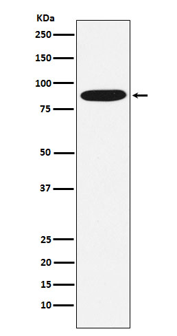 Western blot analysis of MST1 expression in HepG2 cell lysate.