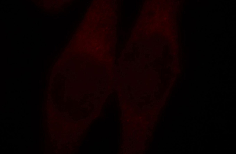 Immunofluorescent analysis of Hela cells, using DocK1 antibody Catalog No:110042 at 1:25 dilution and Rhodamine-labeled goat anti-rabbit IgG (red).