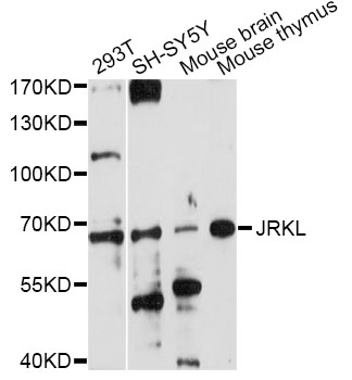 Western blot - JRKL Polyclonal Antibody 