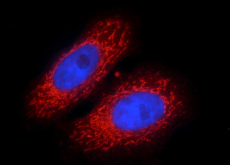 Immunofluorescent analysis of HepG2 cells, using PHB2 antibody Catalog No:114217 at 1:50 dilution and Rhodamine-labeled goat anti-rabbit IgG (red). Blue pseudocolor = DAPI (fluorescent DNA dye).