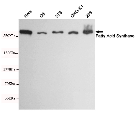Western blot detection of Fatty Acid Synthase in Hela,C6,3T3,CHO-K1 and 293 cell lysates using Fatty Acid Synthase mouse mAb(dilution 1:1000).Predicted band size:273kDa.Observed band size:273kDa.