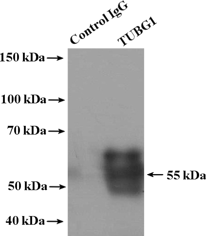 IP Result of anti-tubulin-gamma (IP:Catalog No:110859, 4ug; Detection:Catalog No:110859 1:2000) with HeLa cells lysate 1600ug.