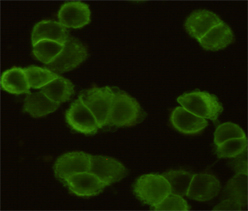 Anti-EGFR (5E10) Mouse antibody