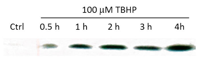 WB result of p15 antibody with HEK293 (treated with TBHP for 0, 0.5, 1, 2, 3 and 4 hours).
