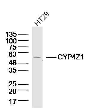 Fig2: Sample: HT29(Human) Cell Lysate at 40 ug; Primary: Anti-CYP4Z1 at 1/300 dilution; Secondary: IRDye800CW Goat Anti-RabbitIgG at 1/20000 dilution; Predicted band size: 59kD; Observed band size: 59kD