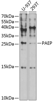 Western blot - PAEP Polyclonal Antibody 