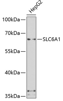 Western blot - SLC6A1 Polyclonal Antibody 