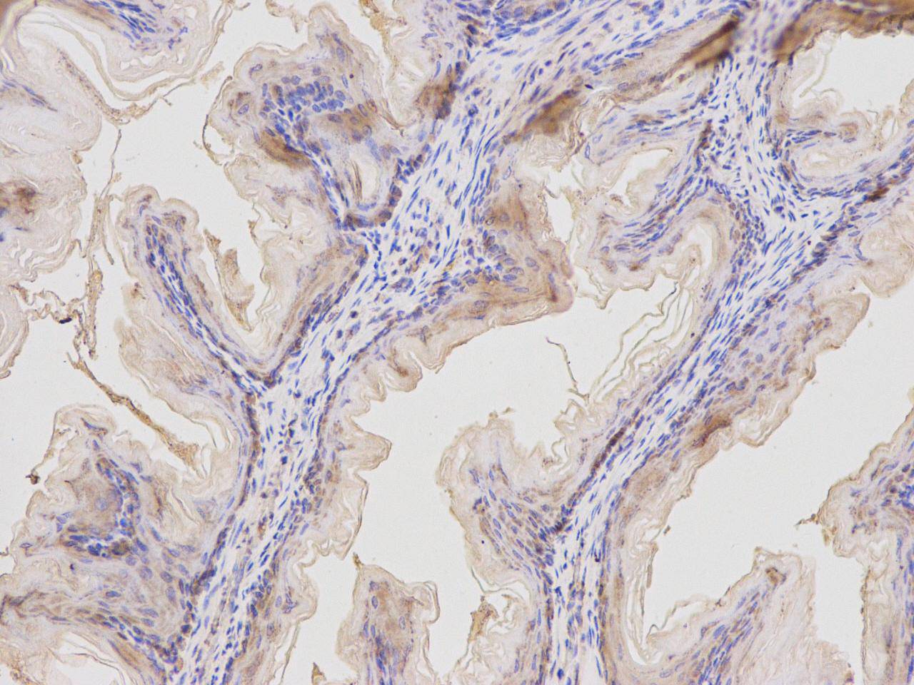 Fig2: Immunohistochemical analysis of paraffin-embedded mouse stomach tissue using anti- MAL rabbit polyclonal antibody.