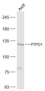 Fig6: Sample:; A431(Human) Cell Lysate at 30 ug; Primary: Anti-PTPD1 at 1/300 dilution; Secondary: IRDye800CW Goat Anti-Rabbit IgG at 1/20000 dilution; Predicted band size: 133 kD; Observed band size: 133 kD