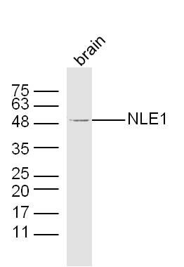 Fig1: Sample: Brain (Mouse) Lysate at 40 ug; Primary: Anti-NLE1 at 1/300 dilution; Secondary: IRDye800CW Goat Anti-Rabbit IgG at 1/20000 dilution; Predicted band size: 53 kD; Observed band size: 53 kD